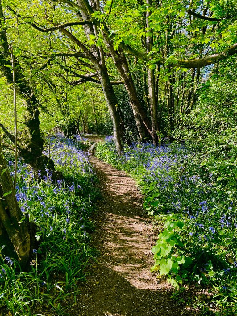 Misbourne trail run race photograph 14